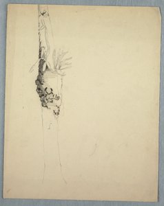 Disegno, tronco d