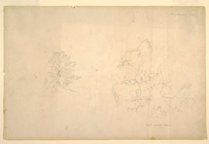 Disegno, Albero e tronco morto, settembre 1844 da Frederic Edwin Church