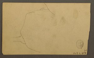 Disegno, radici di un albero che crescono su un masso (Monte Turner), 1877
