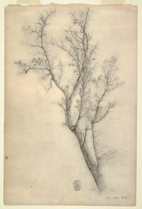 Disegno, Albero con molti rami, luglio 1844 da Frederic Edwin Church