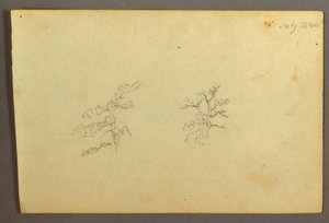 Disegno, Alberi, luglio 1844