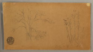 Disegno, Alberi e piante, Elecampene, settembre 1856 da Frederic Edwin Church
