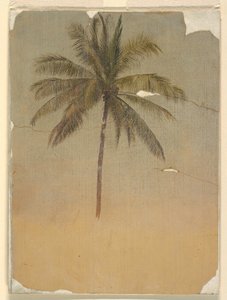 Disegno, tronco e cima di una palma, 1865 da Frederic Edwin Church
