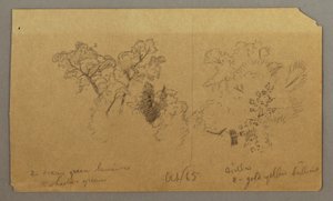 Disegno, Due studi di alberi, ottobre 1865