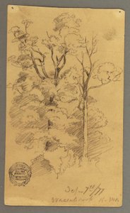 Disegno, Due alberi, 1877
