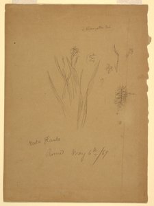 Disegno, Piante acquatiche, Roma Italia
