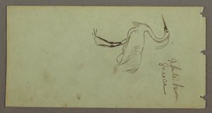 Disegno, Airone bianco, forse 1869 da Frederic Edwin Church