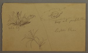 Disegno, Giglio bianco, luna, forse 1865-66 da Frederic Edwin Church