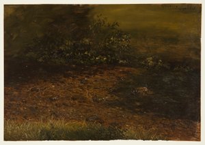 Disegno, ruscello di bosco nelle Catskills, settembre 1848