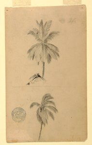 Disegni. Due schizzi. Palme.