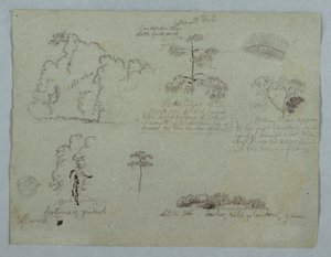 Studi di natura tra cui un albero candelabro con un bradipo, Rio Magdalena, Colombia