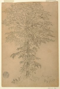 Albero di papaya con frutti maturi, Ecuador