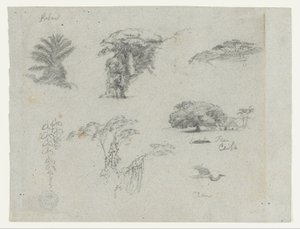 Schizzi dal Sud America.  Schizzi botanici.   Gru in volo.