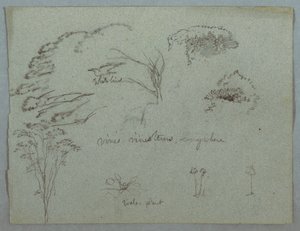 Studi dal Rio Magdalena, Colombia: Cime degli Alberi, Uccello Bianco in Volo, Viti e Tre Piante Fiorite