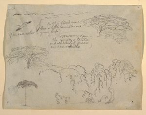 Studi di Uccelli e Alberi visti dal Rio Magdalena, Colombia
