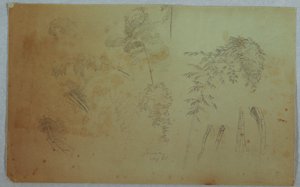 Studi di cime di alberi e bambù, Giamaica
