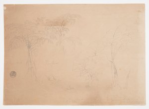 Studio di due alberi e tre piante, vicino a Jorje, Ecuador
