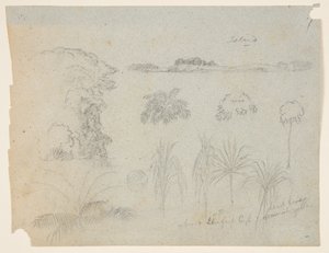 Studio con cime di alberi, alberi, cinque disegni di piante e un