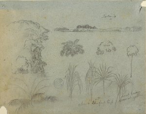 Studio con cime degli alberi, alberi, cinque disegni di piante e un