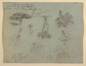 Studi di alberi visti dal Rio Magdalena, Colombia