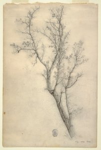 Albero con molti rami