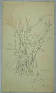 Albero con Molti Tronchi Separati vicino a Jorje, Ecuador, Giugno 1857
