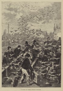 Un volo di piccioni viaggiatori in Belgio