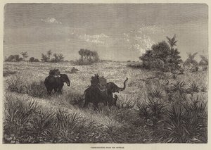 India e il Principe di Galles, caccia alla tigre dall