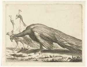 Pavoni (Il libro di disegno di Abraham Bloemaert) da Frederick Bloemaert