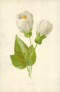 Abutilon