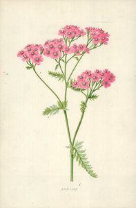 Achillea da Frederick Edward Hulme