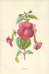 Achimenes da Frederick Edward Hulme