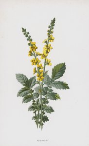 Agrimonia da Frederick Edward Hulme