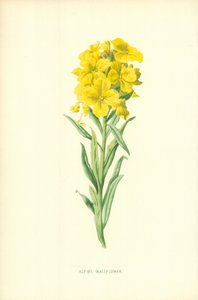Violaciocca alpina