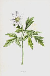 Anemone da Frederick Edward Hulme