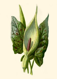 Arum o Gigaro, 1877