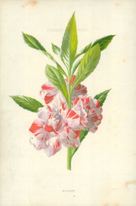 Balsamo