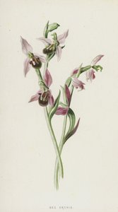 Orchidea ape da Frederick Edward Hulme