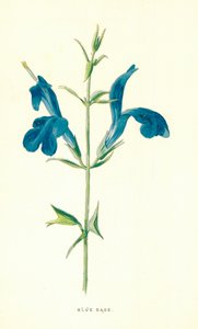 Salvia blu da Frederick Edward Hulme