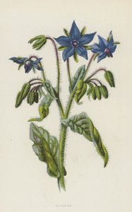 Borragine da Frederick Edward Hulme