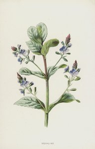 Veronica Beccabunga
