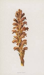 Succiamele
