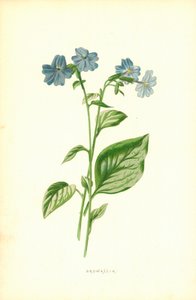 Browallia da Frederick Edward Hulme