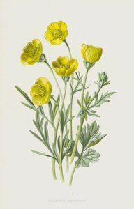 Ranuncolo bulboso da Frederick Edward Hulme