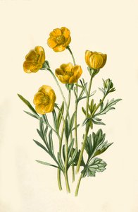 Ranuncolo bulboso, 1877