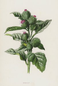 Bardana