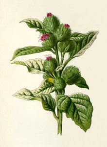 Bardana, 1877