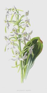 Orchidea farfalla da Frederick Edward Hulme