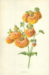 Calceolaria