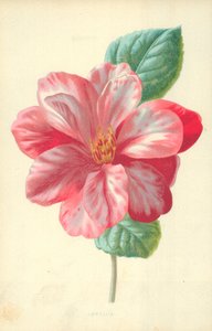 Camelia da Frederick Edward Hulme